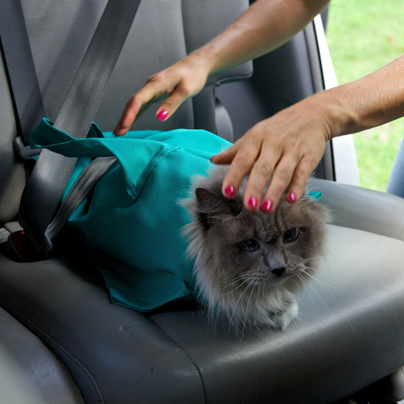 The PurrFect Cat Carrier